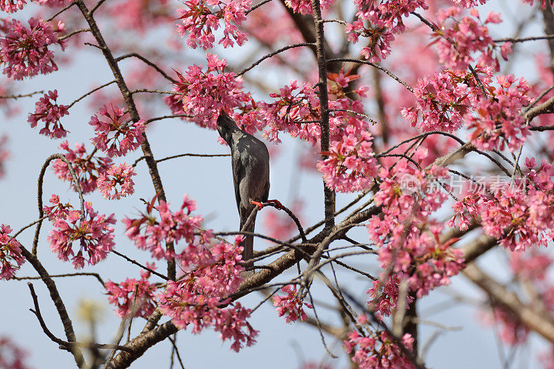 鹎鸟:成年黑鹎(Hypsipetes leucocephalus)，又称喜马拉雅黑鹎或亚洲黑鹎。